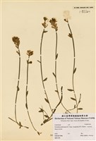 藏品(小山螞蝗)的圖片